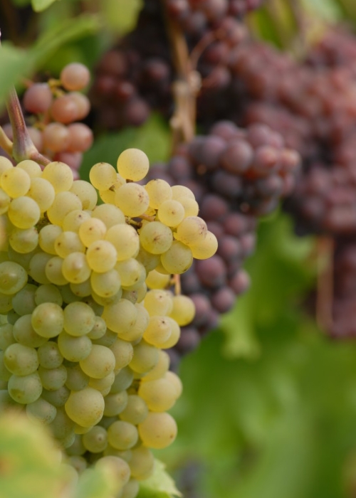 Mutation von Grauburgunder zu Weisburgunder ANT 0919